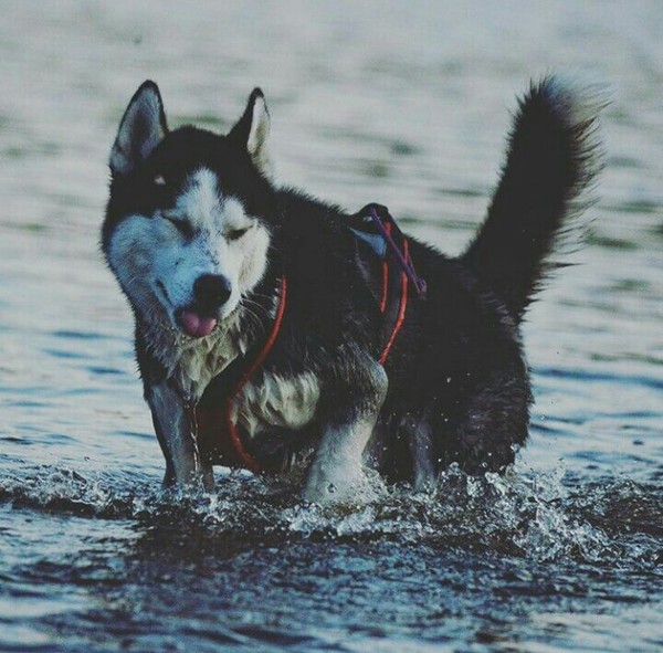 Summer walk - My, Husky, Walk