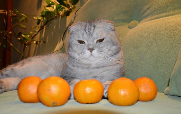 Gosha Schmidt and his tangerine balls - George, cat, Tangerines, Breakfast, Homemade, The photo