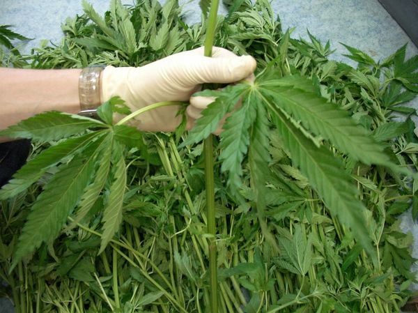 Russia may allow the cultivation of drug-containing plants for medical purposes - Politics, Russia, Ministry of Industry and Trade, Drugs, Plants, The medicine, The science, TASS