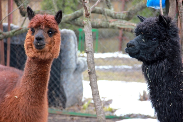 Something about Russian alpacas - My, Alpaca, , Longpost, , Wool, Milota, Animals, Farm