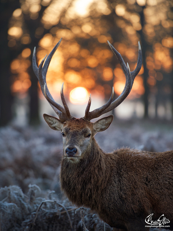 Deer post. - The photo, Deer, Artiodactyls, Animals, Nature, Forest, Longpost, Deer