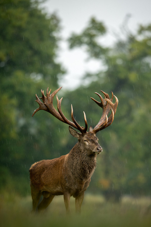 Deer post. - The photo, Deer, Artiodactyls, Animals, Nature, Forest, Longpost, Deer