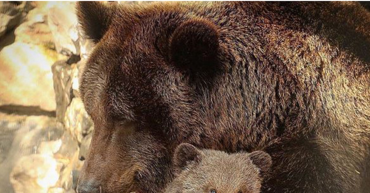 К чему снится медведь бурый большой женщине. Новосибирский зоопарк бурый медведь. Новосибирский зоопарк медвежата. Одинокий медведь. Бурый медведь в зоопарке.