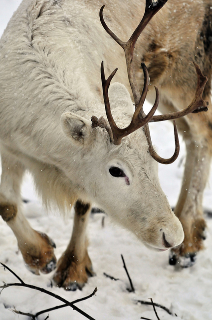 Deer post. - The photo, Deer, Artiodactyls, Animals, Nature, Forest, Longpost, Deer