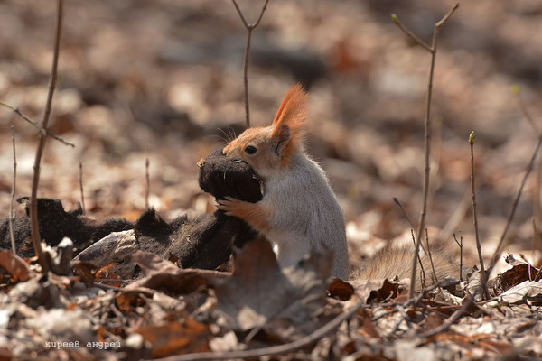 Squirrel and glass wool - Squirrel, Glass wool, Moscow, Neskuchny Garden, Spring, , Not mine, Longpost