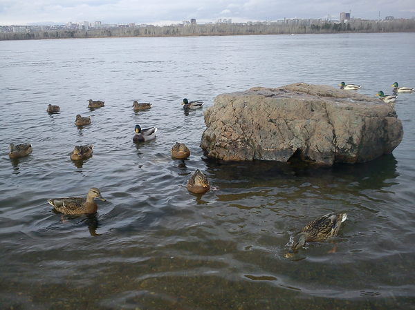 Ducks - My, Duck, A rock