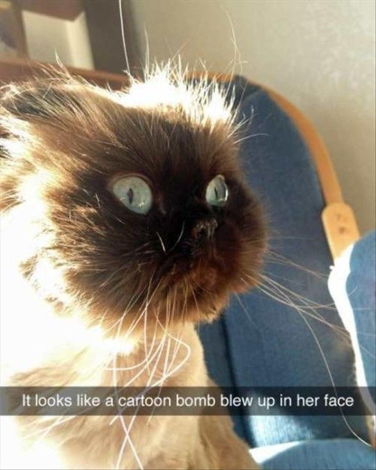 It looks like a cartoon bomb went off in front of his face. - cat, Siamese cat, , Catface, Pinterest, Humor