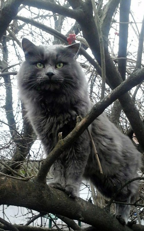 Vasily Nikolaevich - King of beasts, cat, Basil, , Legend, Courtyard