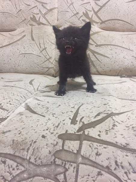 Мелкий дьяволенок