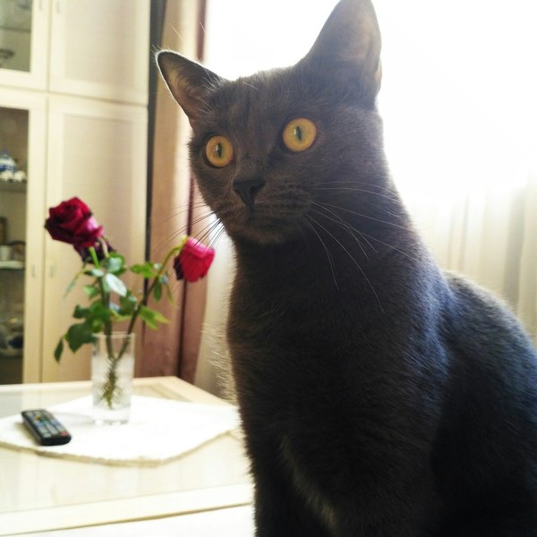 Romantic get-togethers - My, cat, Romance, the Rose