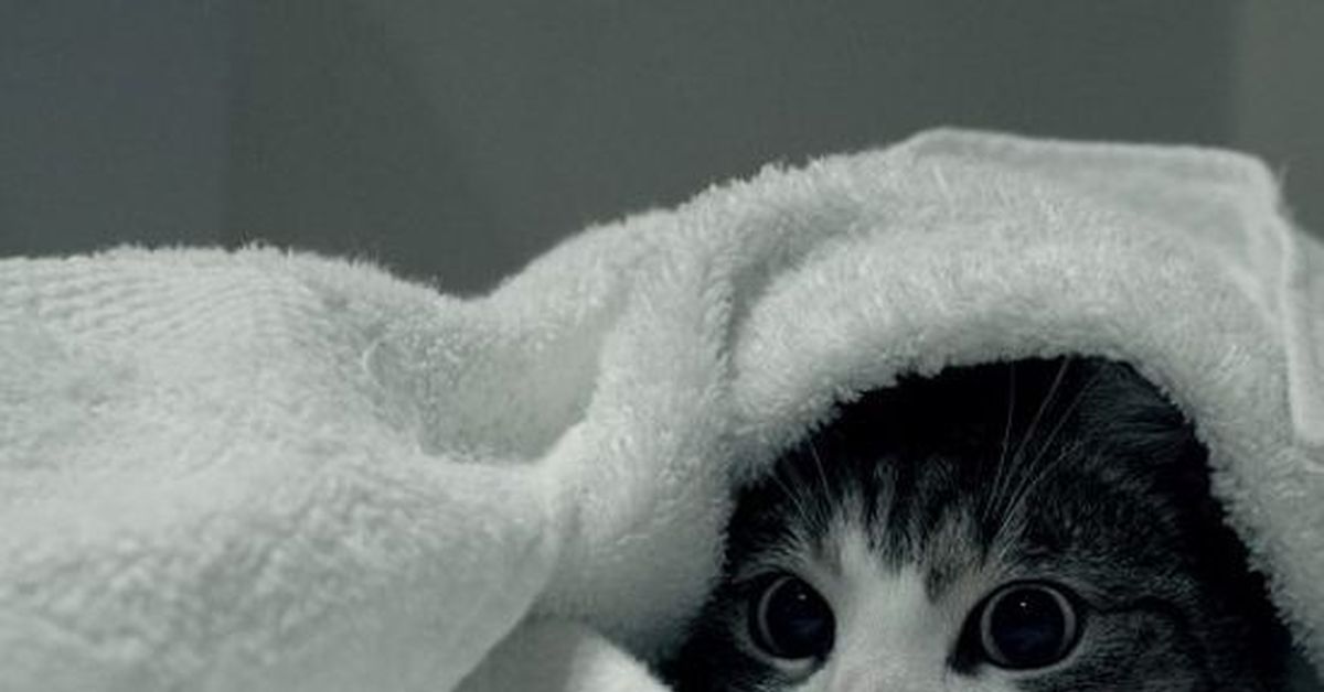 Котик в одеяле