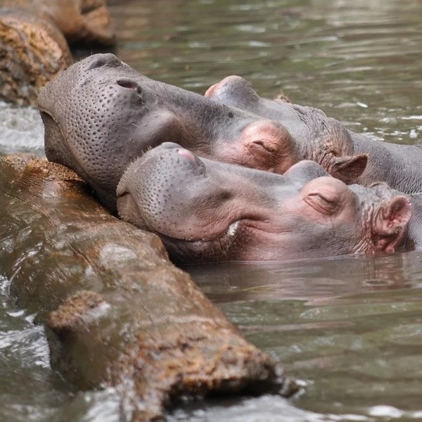 Fasting of great hippopotamus tenderness and care - hippopotamus, , Tenderness, Care, Milota, Animals, Images, Longpost