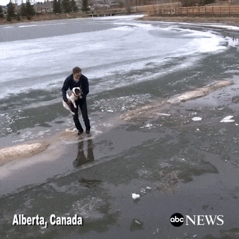 Спасение собаки Собака, Спасение, Холодная вода, Человек, Собака и человек, Собаки и люди, Лед, Гифка