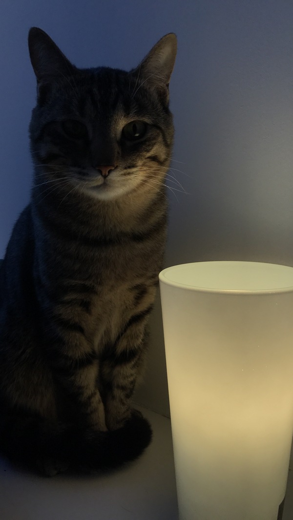 When it's time for the fucking stories - My, cat, Cat with lamp, The photo, Remake