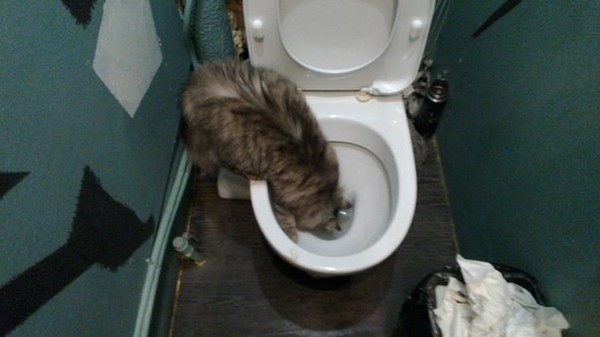 Club M.Ya.U. - My, Toilet, cat, Thirst all