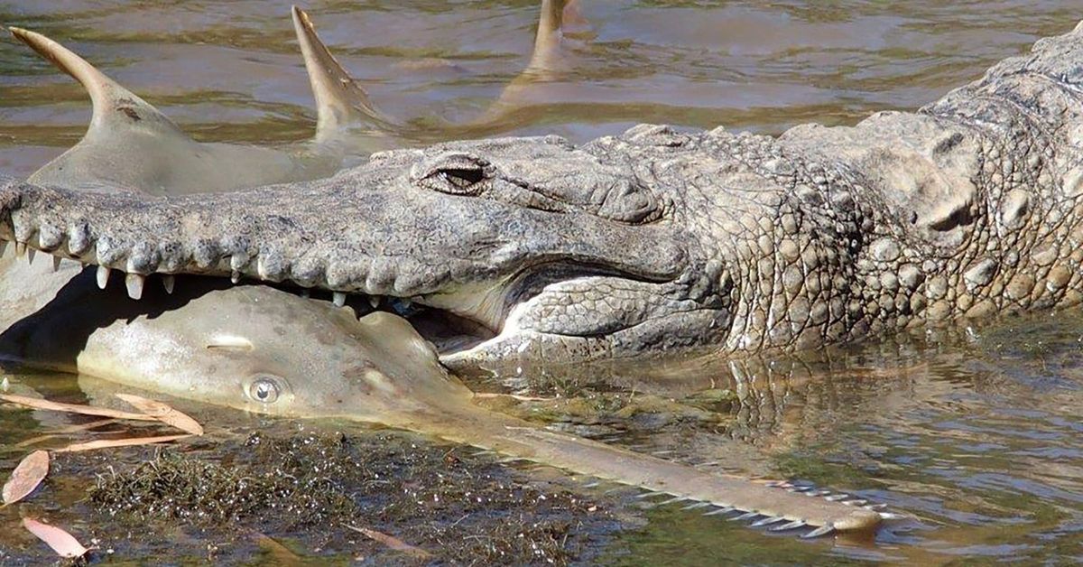 Змея крокодил акула. Гребнистый крокодил. Австралийский гребнистый крокодил. Узкорылый крокодил. Австралийский узкорылый крокодил.