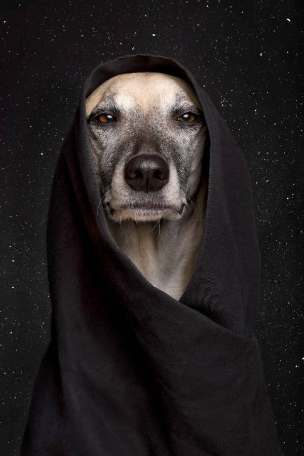 Let the force be with you. - , Star Wars VI: Return of the Jedi, Dog