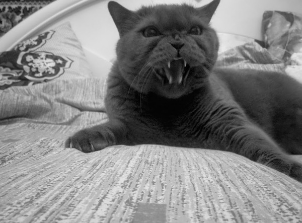 I really regret this photo. - My, cat, Evil, Fangs, Claws