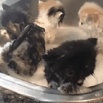 За что?! Ты был нам как отец, человек! Кот, Котята, Мытье, Гифка