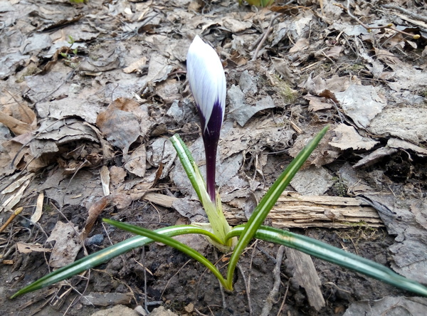 crocuses - My, Flowers, Spring, Garden