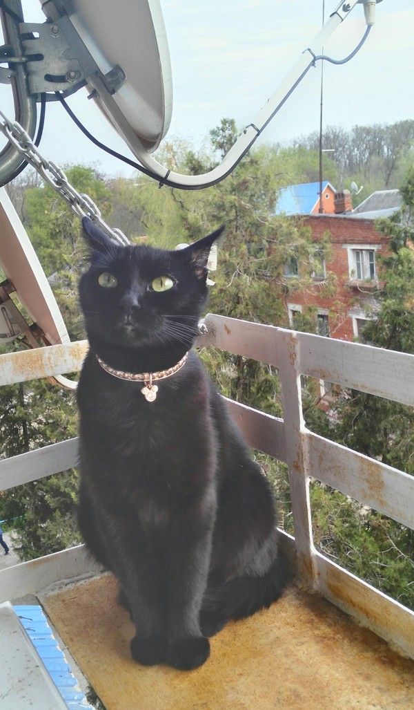 Black beast, in the world Vasilisa. - My, cat, Milota, Substitution, Vasilisa
