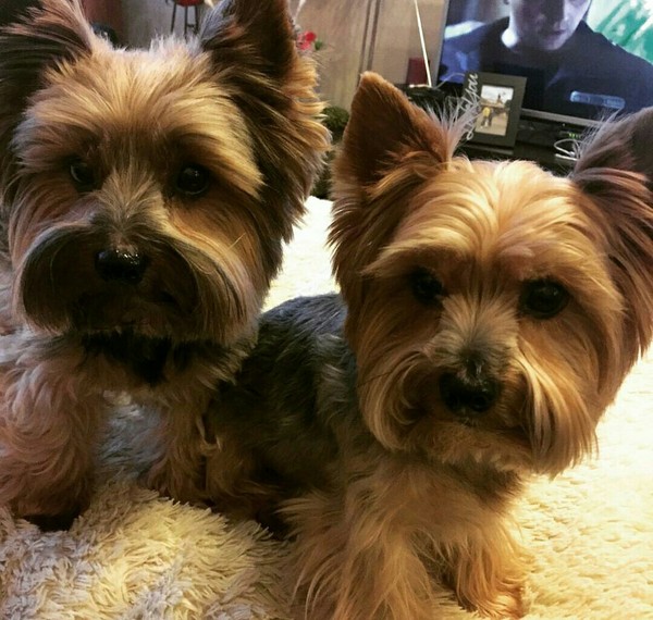 My watchdogs - My, Yorkshire Terrier, Dog, Animals