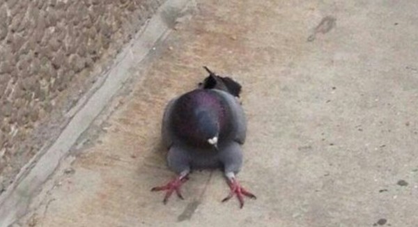  ... , 