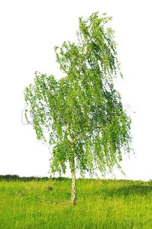 White birch. - My, , Mum, Business trip, 