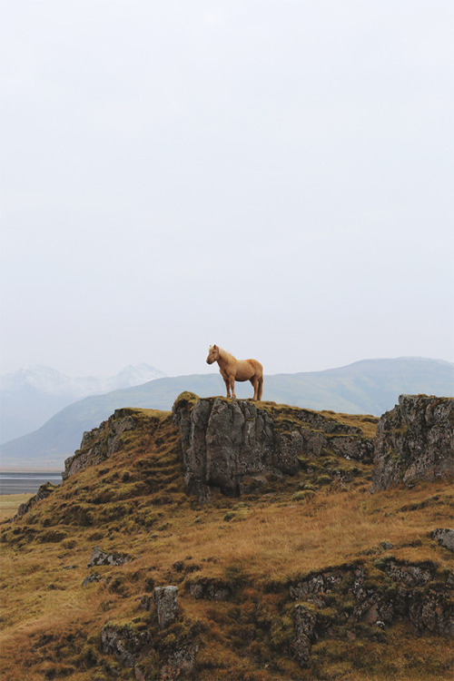 Horse post. - The photo, , Animals, Nature, Longpost