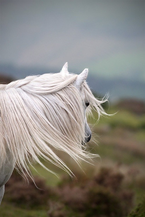 Horse post. - The photo, , Animals, Nature, Longpost