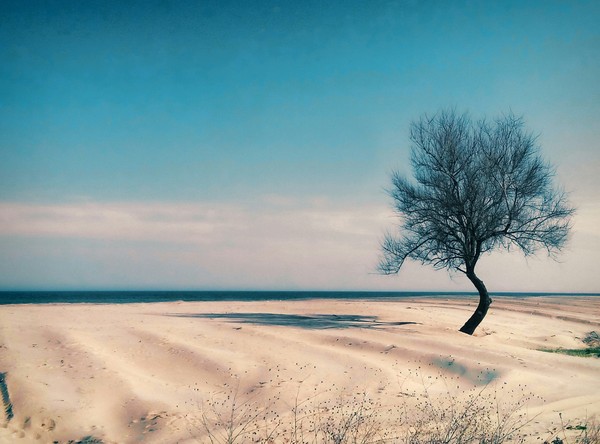 Life and dunes.. - My, The photo, Sand, Tree, Sea, Dunes, Nature, Landscape, A life