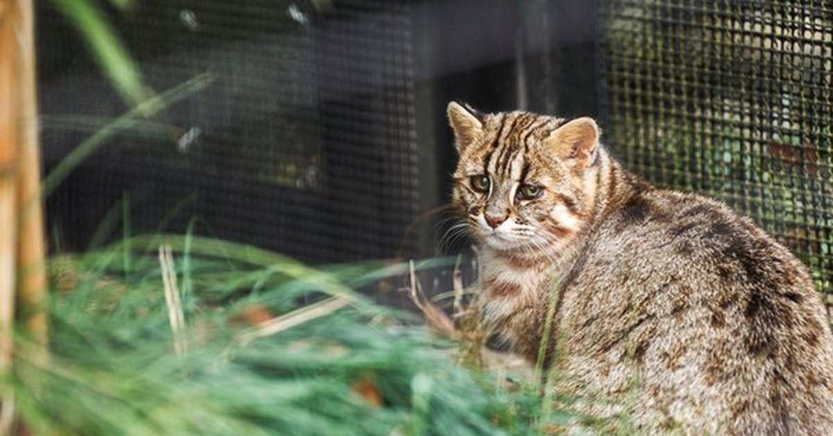 Амурский лесной кот. Дальневосточный Лесной кот. Степной кот Европейский. Лесной кот табби. Сиамский Лесной кот.