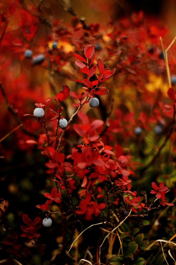 Autumn in Siberia - The photo, Nature, Tyva Republic, Longpost