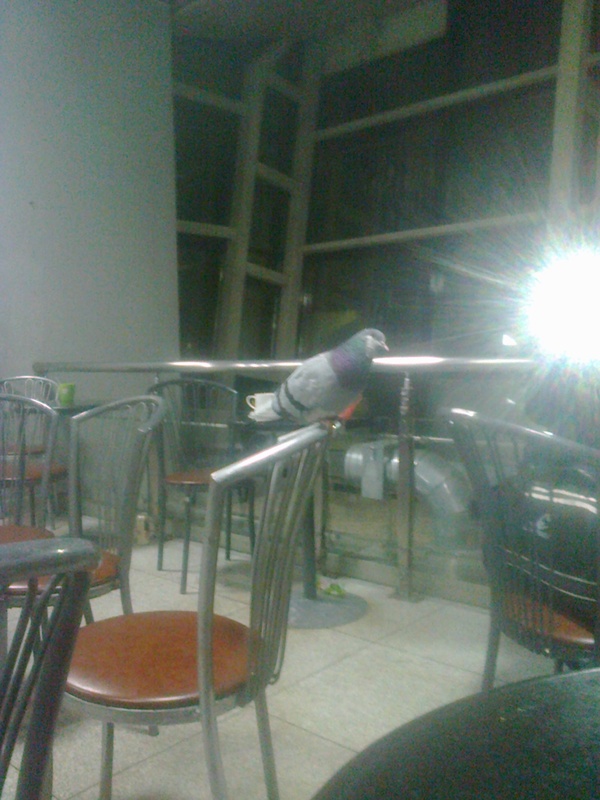 Whom only in the station cafe you will not meet - My, Cafe, Pigeon, Meeting, Astana, Kazakhstan, The photo, My, Railway station, Longpost