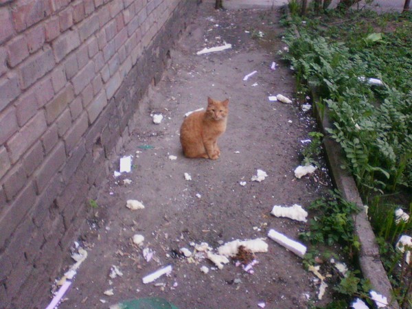 Коты нашего двора 2. В продолжение собственного поста Котомафия, Друзья, Рыжий и Серый, Моё, Длиннопост, Кот