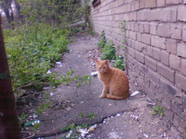 Коты нашего двора 2. В продолжение собственного поста Котомафия, Друзья, Рыжий и Серый, Моё, Длиннопост, Кот