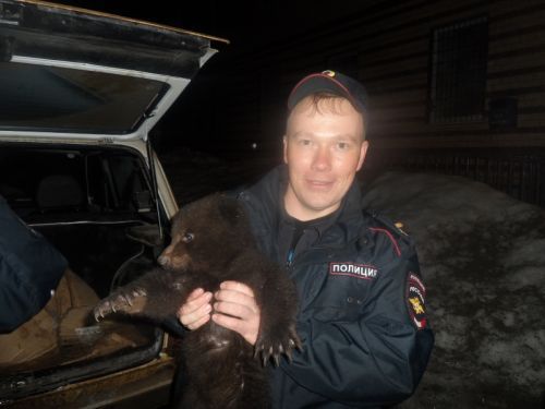 Police officers shelter abandoned bear cubs for the night (Video) - Russia, The Bears, Kindness, Video, Longpost, Milota