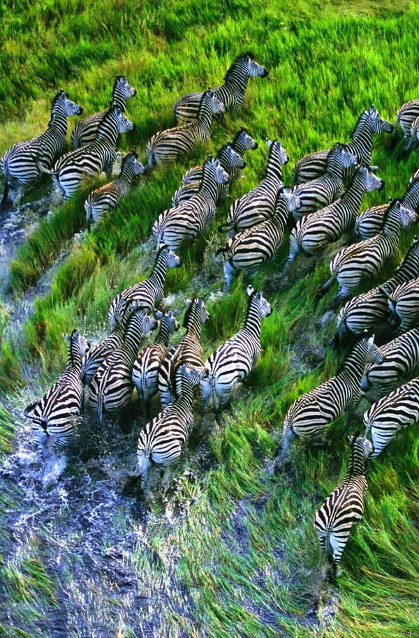 Black and white post. - The photo, zebra, , Longpost, Nature