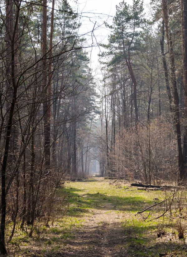 Spring in the forest - My, The photo, Forest, Spring, Lipetsk, clearing