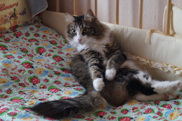 Кто это там пойду погляжу!