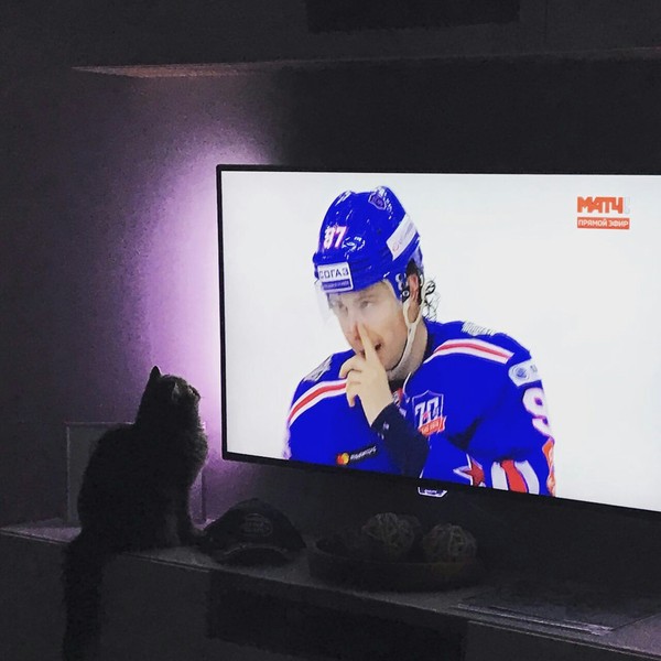 Eye to eye, cats. - cat, Hockey