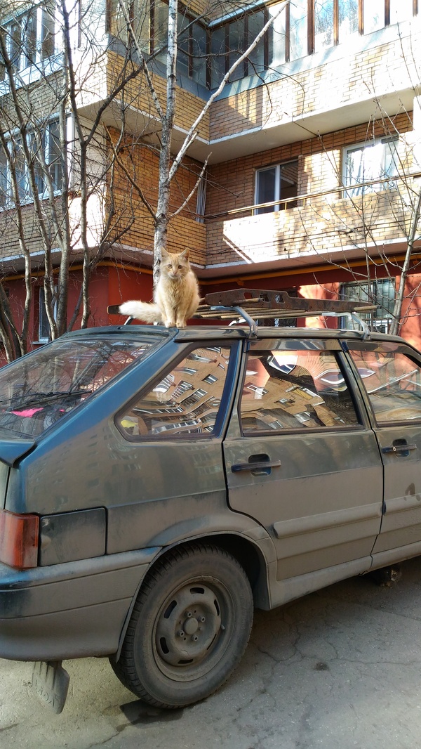 Catofact - My, , cat, AvtoVAZ