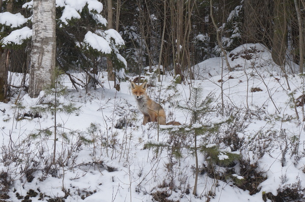 Fluffy - My, The photo, Leningrad region, Fox