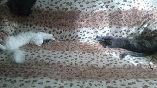 One is grey, the other is white. - The photo, cat, My, Animals