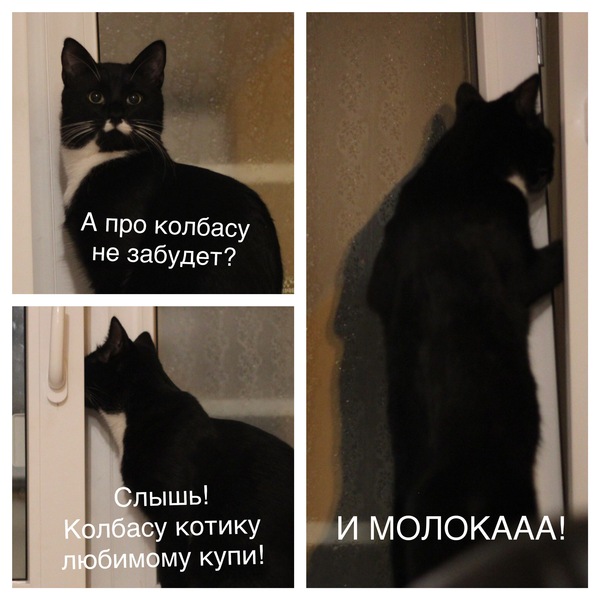 When the hostess went to the store. - My, cat, Catomafia, 