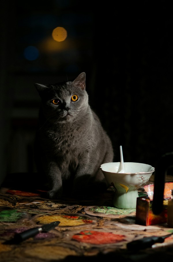 Cat lamp cat - cat, Лампа, My, Cat with lamp, The photo
