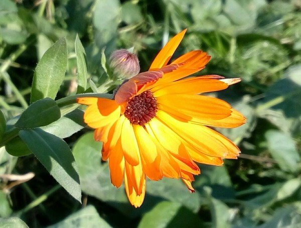 Spring - My, Spring, Flowers, Calendula