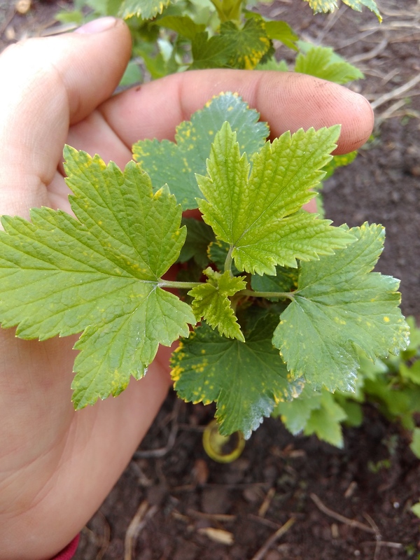 Ask for help from gardeners - My, Garden, Currant, Disease, My