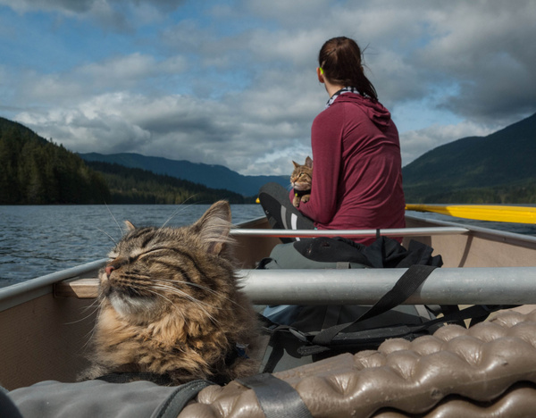 Traveler cats - cat, Travels, Leisure, Imgur, Milota, Longpost, Tourism, Hike