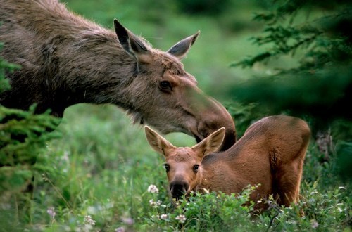 Sumarokovskaya moose farm. - Animals, Kostroma, Elk, Longpost